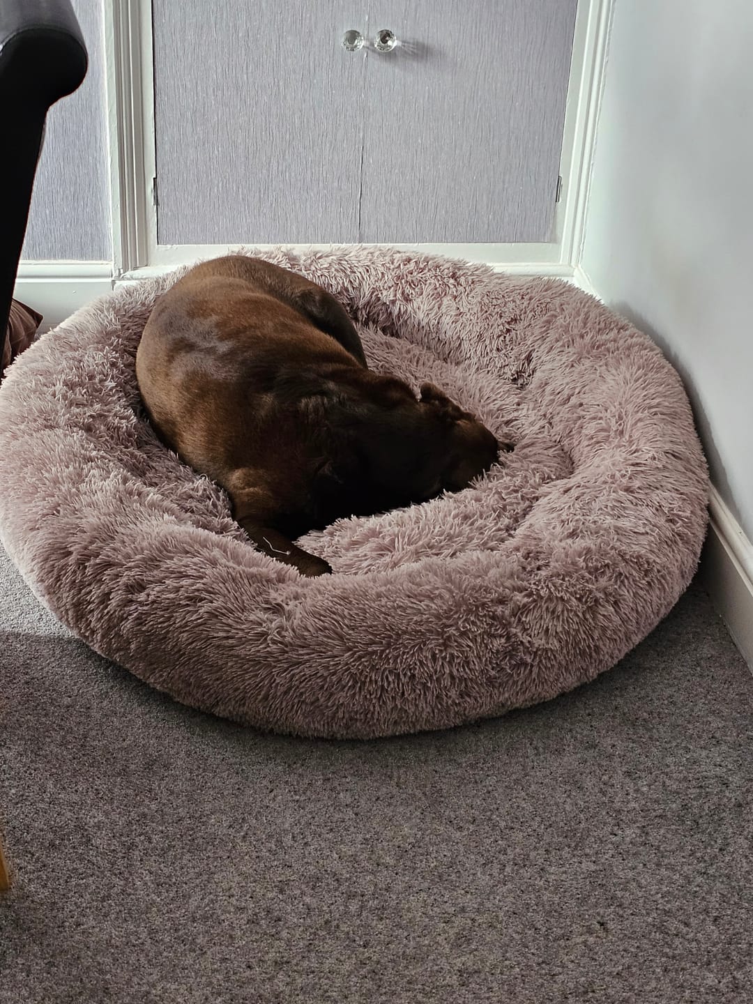 Customer photo review of Calming Dog Bed