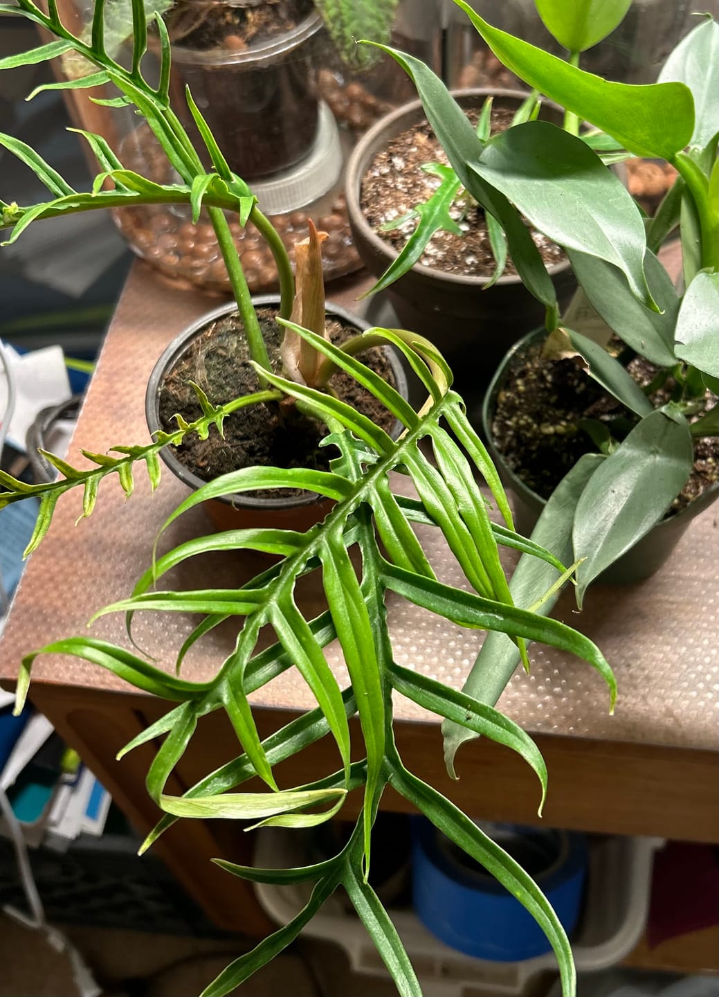 Customer photo review of Philodendron tortum