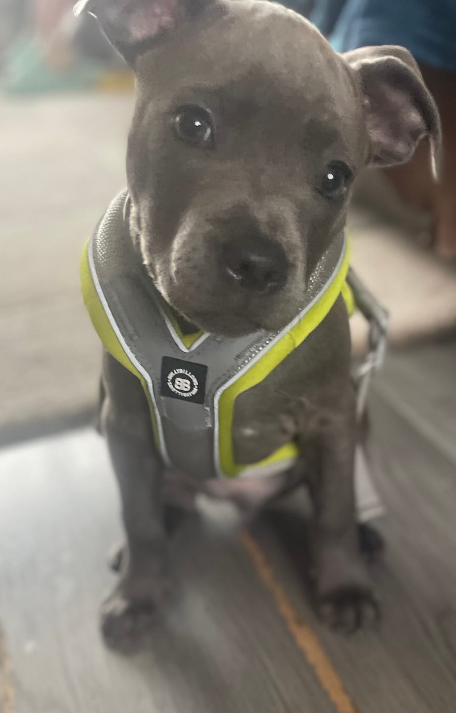 Customer photo review of Slip on Padded Comfort Harness | Non Restrictive & Reflective - Metal Grey & Neon