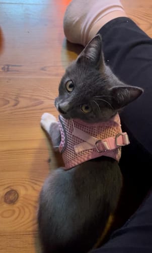 Customer photo review of FIDA Cat Harness and Leash Set for Walking Kitten and Puppy