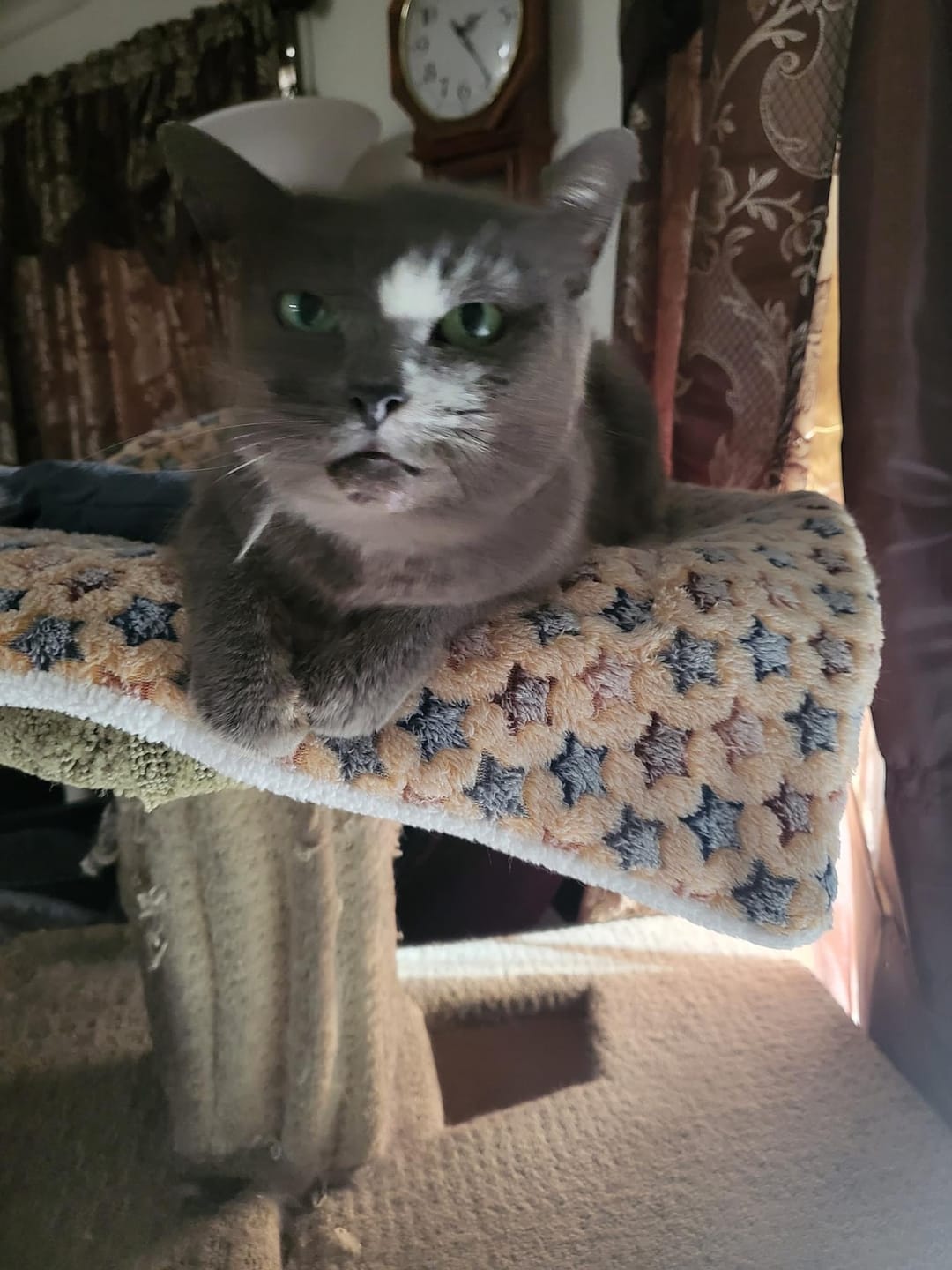 Customer photo review of Mange Treatment for Cats - Treats Feline Sarcoptic & Demodectic Mange, Scabies & Ear Mites