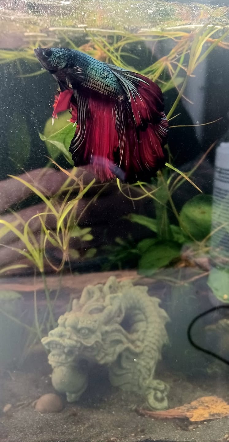 Customer photo review of Red Copper Halfmoon Male Betta Fish