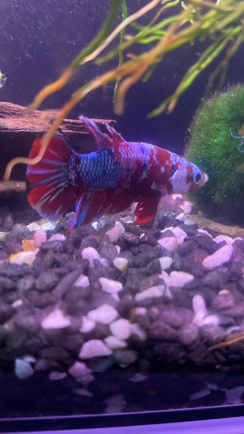 Customer photo review of Koi Red Galaxy Male Betta Fish High Grade | Buy 4 Get 1 Free | Mystery Betta