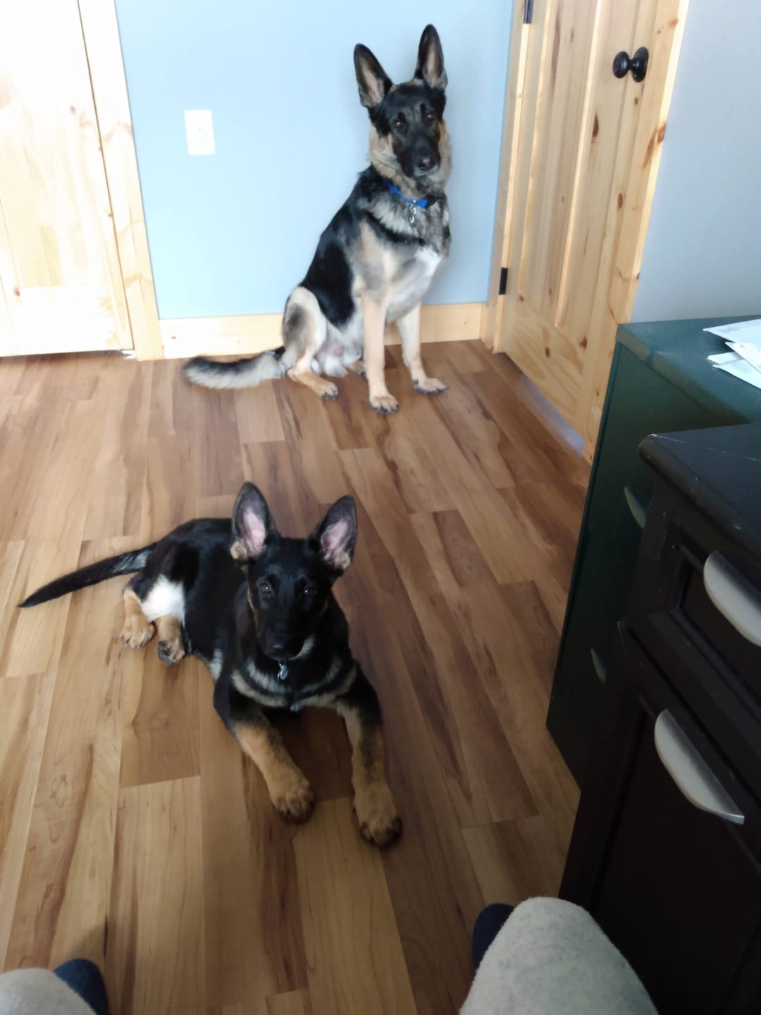 Customer photo review of furMe™️ Grooming Vacuum Model FM-01 Replacement Parts
