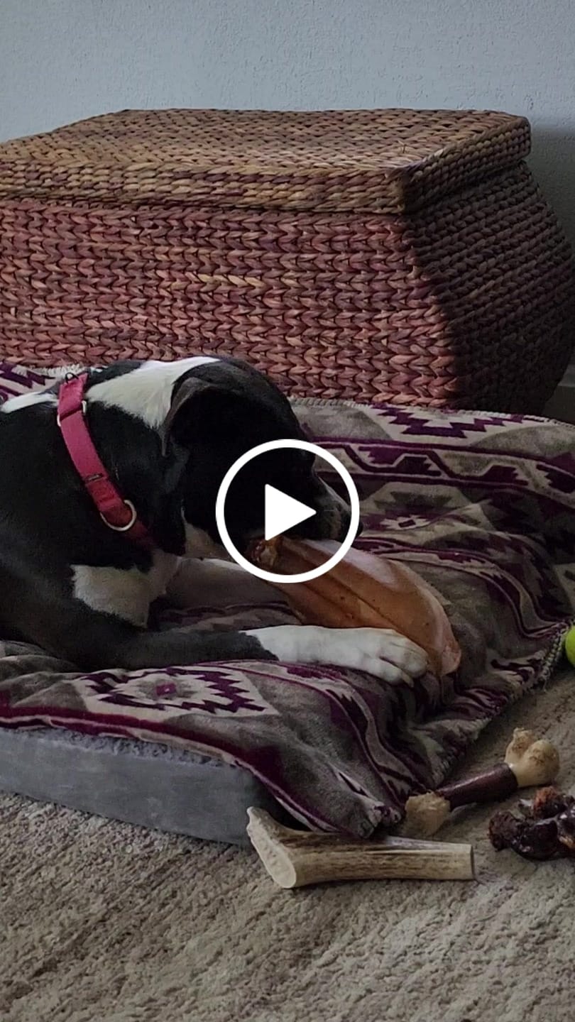 Customer video review of Cow Ears