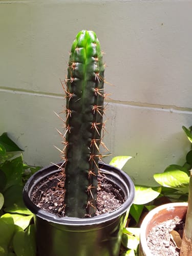 Customer photo review of Peruvian Torch Cactus Cuttings | Trichocereus Peruvianus