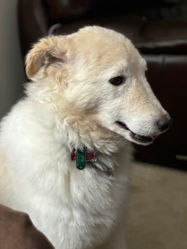 Customer photo review of Large Yak Milk Dog Chews