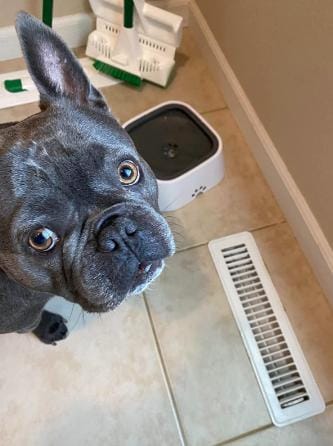 Customer photo review of Wholesomepets™ Zero Splash Bowl