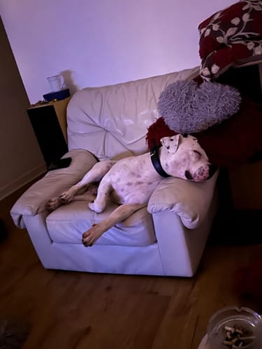 Customer photo review of FIDA Dog Rope Toys