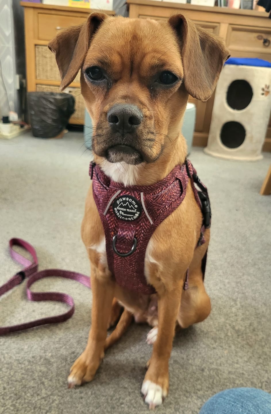 Customer photo review of Tough Trails™ Harness - Country Burgundy