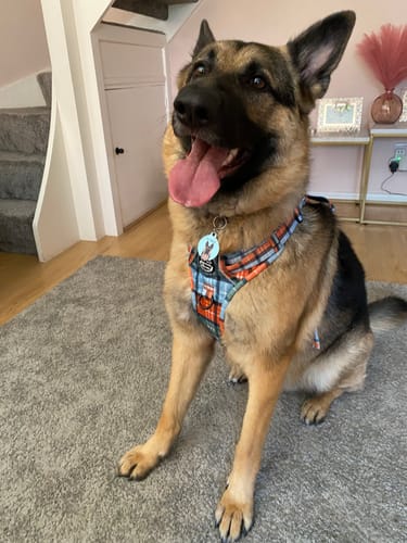Customer photo review of Tough Trails™ Harness Lucky Dip