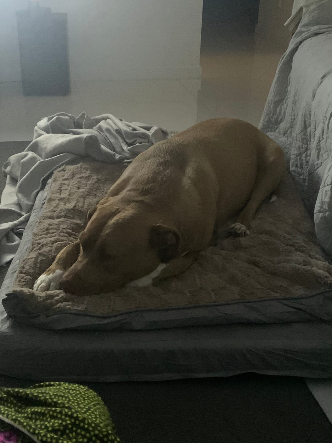 Customer photo review of Pawz Dog Memory Foam Mattress