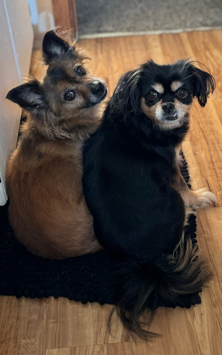 Customer photo review of KING KALM CBD 75mg - Small Dog & Cat Formula  20lbs or less