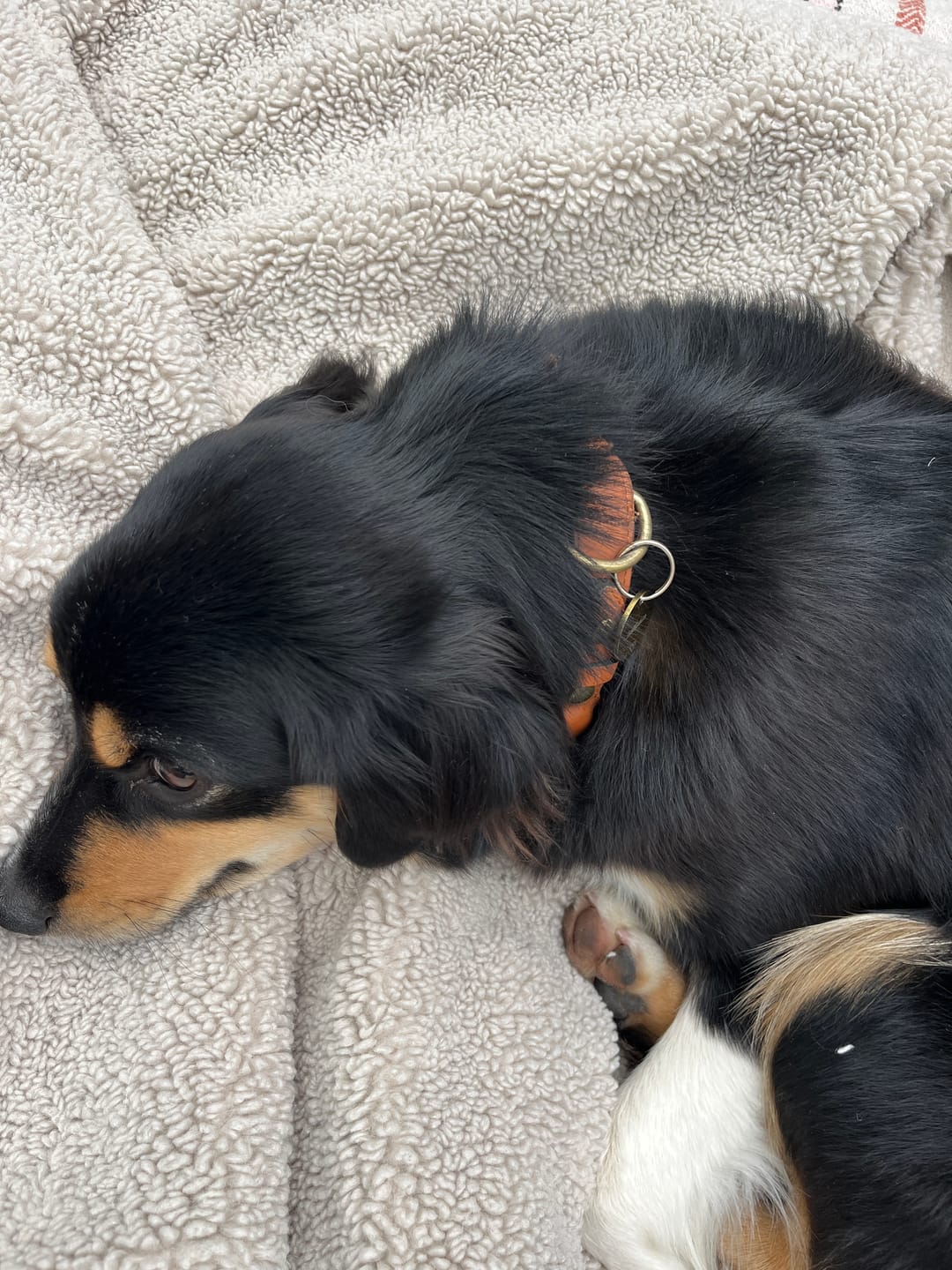 Customer photo review of Keepaws™ Leather AirTag Collar