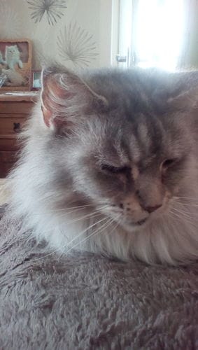 Customer photo review of Cat Spray