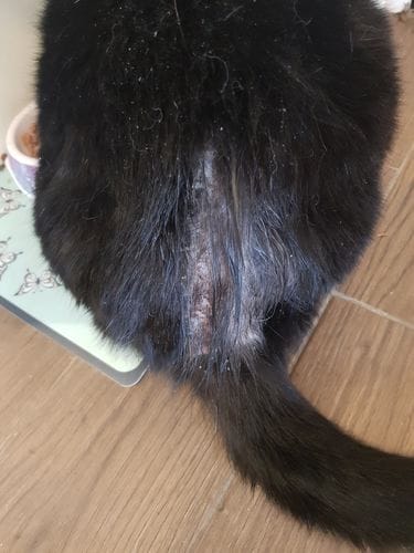 Customer photo review of Cat Gel