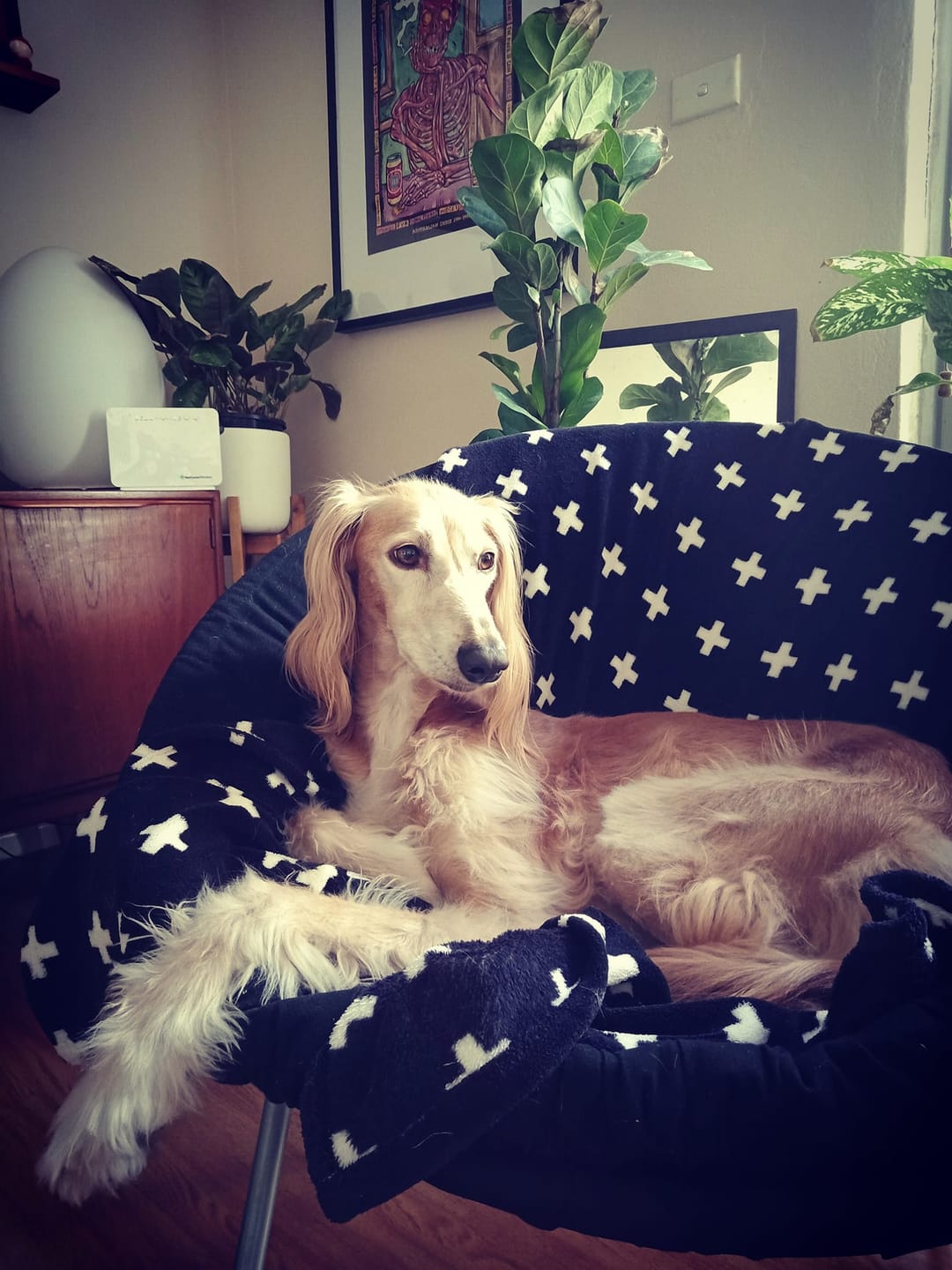 Customer photo review of Kangaroo Tendons - Natural Dental Chews!
