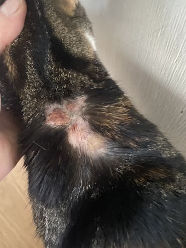 Customer photo review of Cat Gel