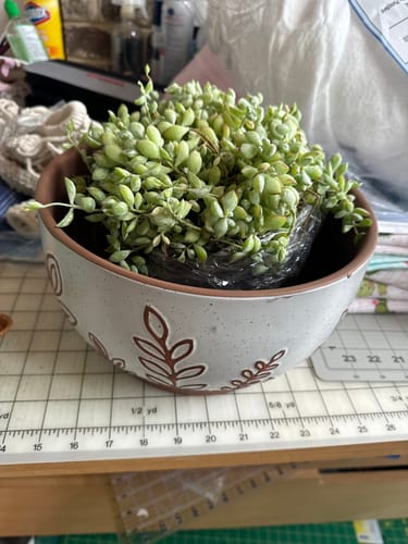 Customer photo review of Cliff Cotyledon | Cotyledon Pendens