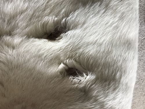 Customer photo review of Dog Spray