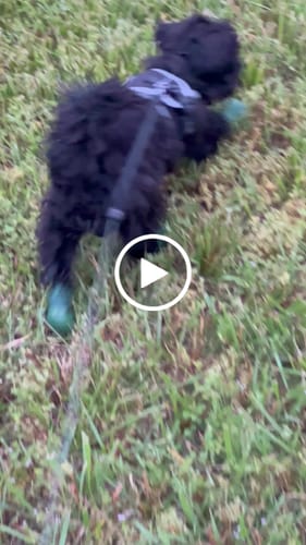 Customer video review of WagWellies® by wagwear
