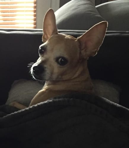 Customer photo review of Create A Custom Shaped Pillow