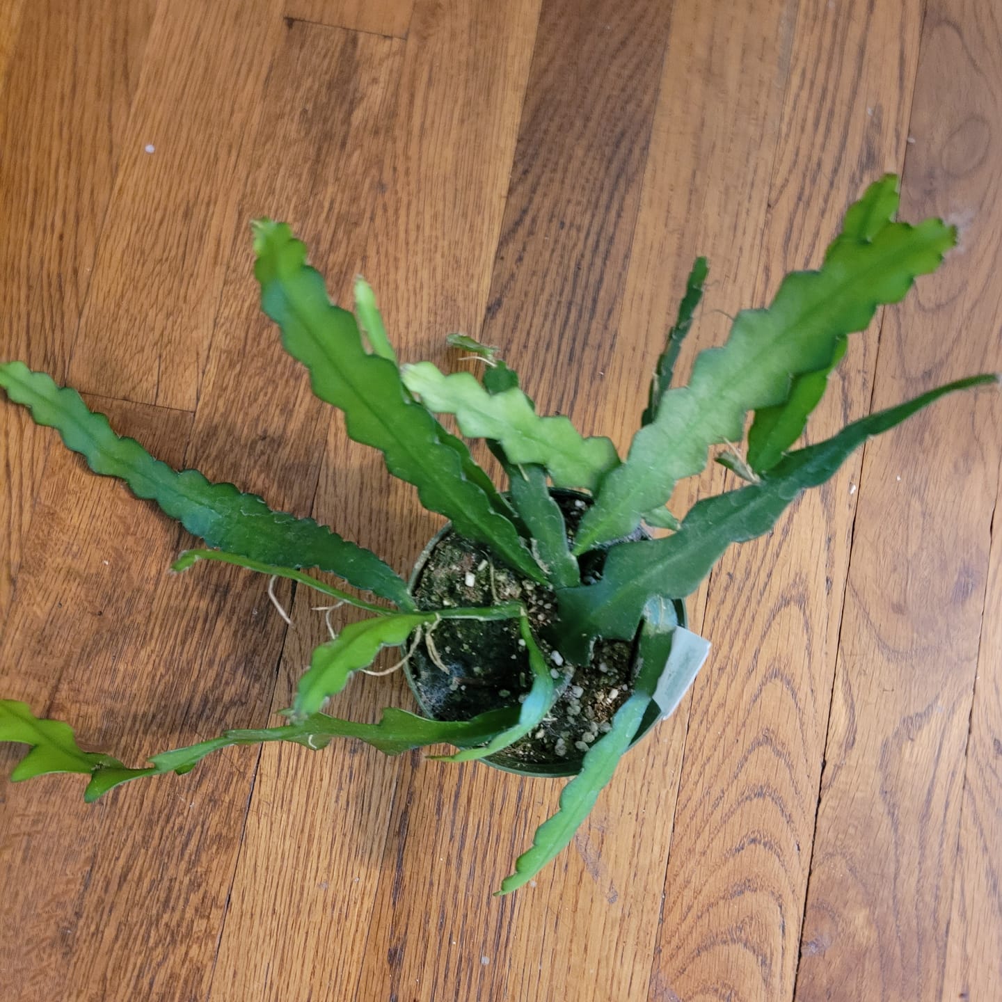 Customer photo review of Cactus Selenicereus anthonyanus "Ric-Rac"