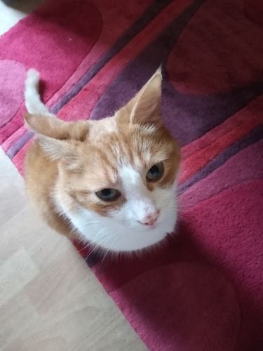 Customer photo review of Cat Gel