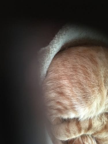 Customer photo review of Cat Spray
