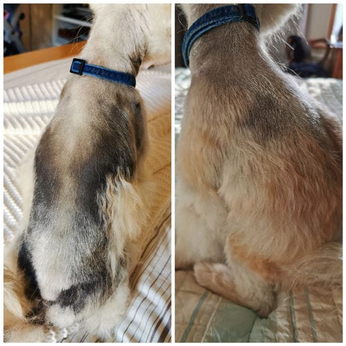 Customer photo review of Dog Gel