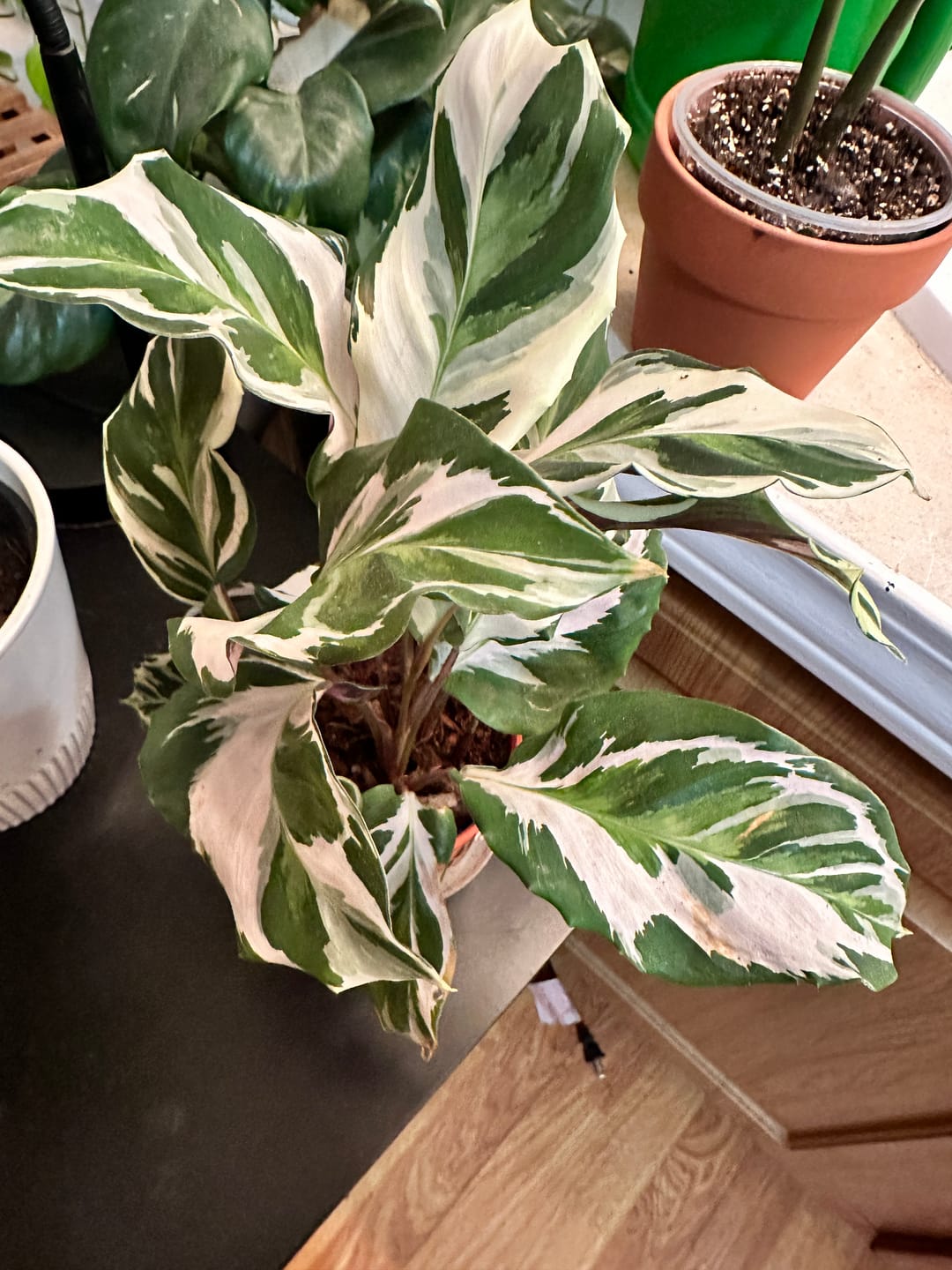 Customer photo review of Calathea 'Stella'