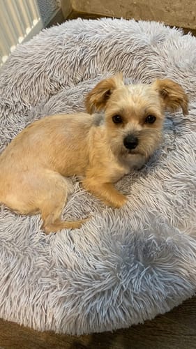 Customer photo review of Puppery Hundebett Wolke 7 - Das Original