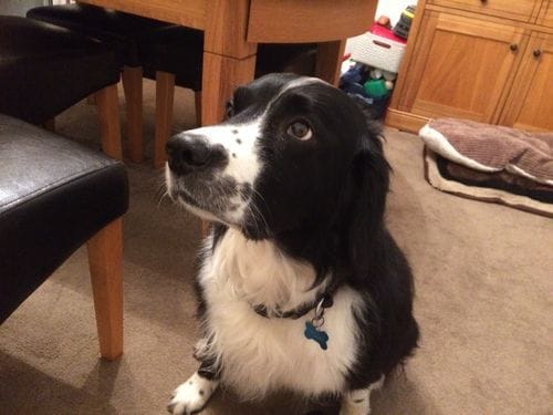 Customer photo review of Dog Spray