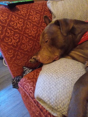 Customer photo review of Dog Gel