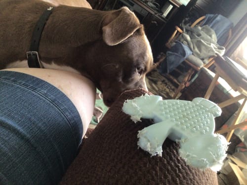 Customer photo review of Clean Earth Hard Chews - 100% Sustainable - USA Made