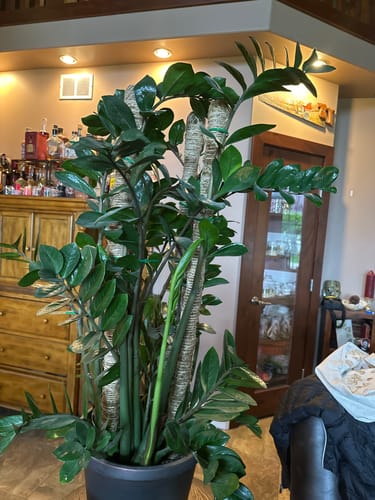 Customer photo of The Original Bendable Moss Pole™ - Best Seller (Pins Included) from Darlene S.