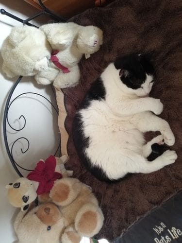 Customer photo review of Cat Spray