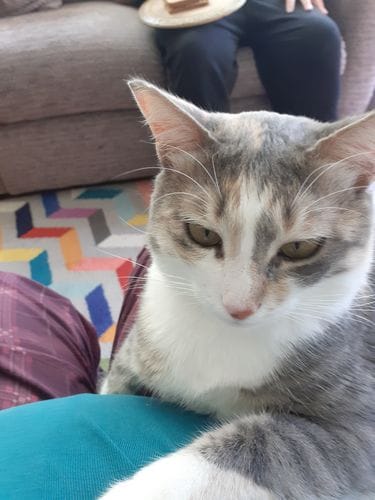 Customer photo review of Cat Gel
