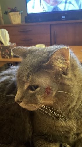 Customer photo review of Cat Spray