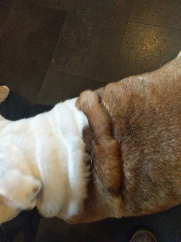 Customer photo review of Dog Gel