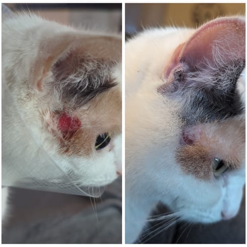Customer photo review of Cat Gel