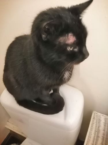 Customer photo review of Cat Gel