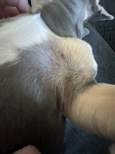 Customer photo review of Dog Gel