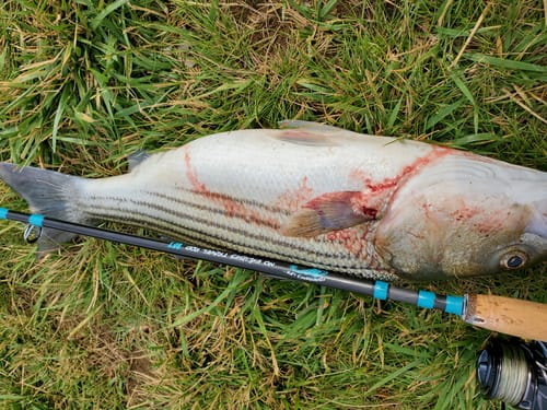 Customer photo review of 8Ft No Excuses Travel Rod with Tube Medium-Heavy Action 1/2oz to 2oz