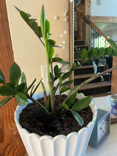 Customer photo review of Plant Food