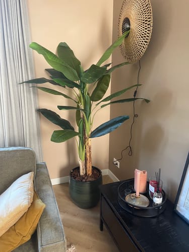 Customer photo review of Kunst Bananenplant Serie B 180cm