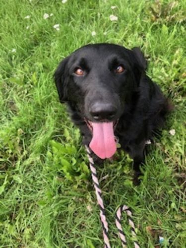 Customer photo review of Dog Spray
