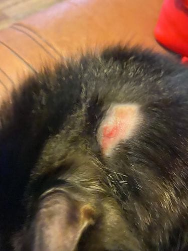Customer photo review of Cat Gel