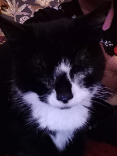 Customer photo review of Cat Gel