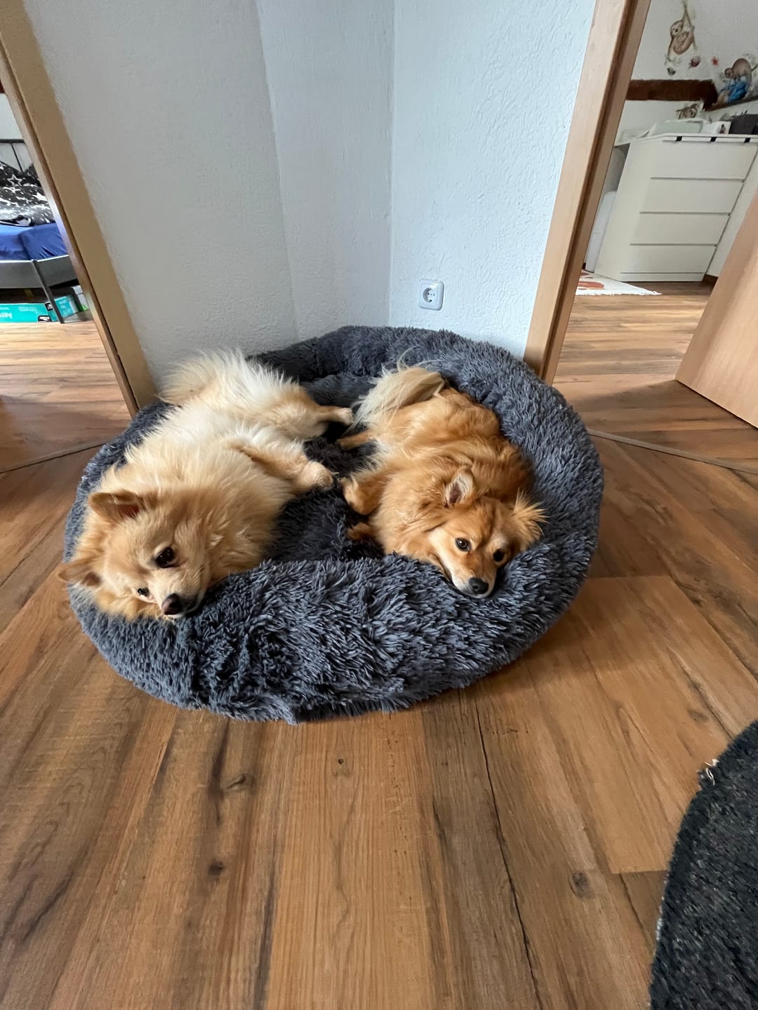 Customer photo review of Belune® Flauschiges Hundebett mit waschbarem Bezug